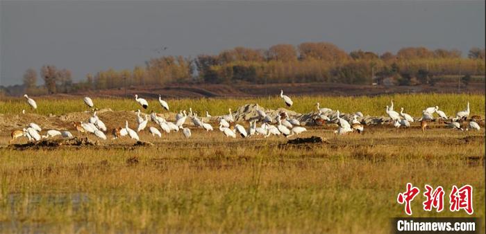 2021年秋，在莫莫格湿地栖息的白鹤。　潘晟昱 摄