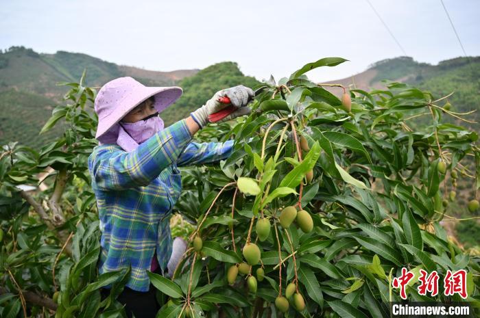 在百色市田东县东养芒果核心示范区，工人修剪芒果枝叶。　　俞靖 摄