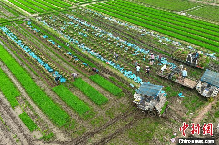 6月14日，安徽省五河县沱湖乡大岗村农民在起秧苗。(无人机照片)。　李向前 摄