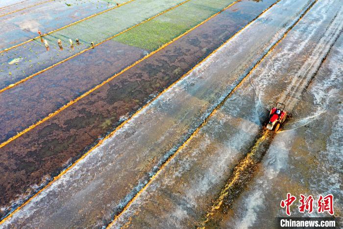 6月14日，安徽省五河县小圩镇大圩村农民在插秧(无人机照片)。　李向前 摄