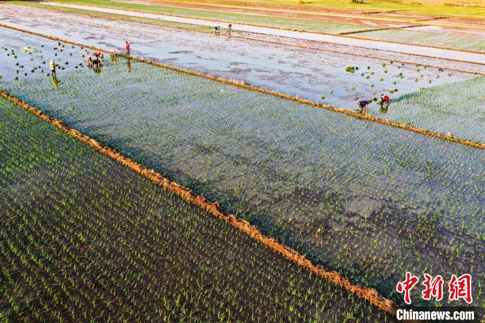 6月14日，安徽省五河县小圩镇大圩村农民在插秧(无人机照片)。　李向前 摄