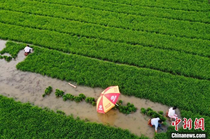 6月14日，安徽省五河县小圩镇大圩村农民在起秧苗(无人机照片)。　李向前 摄