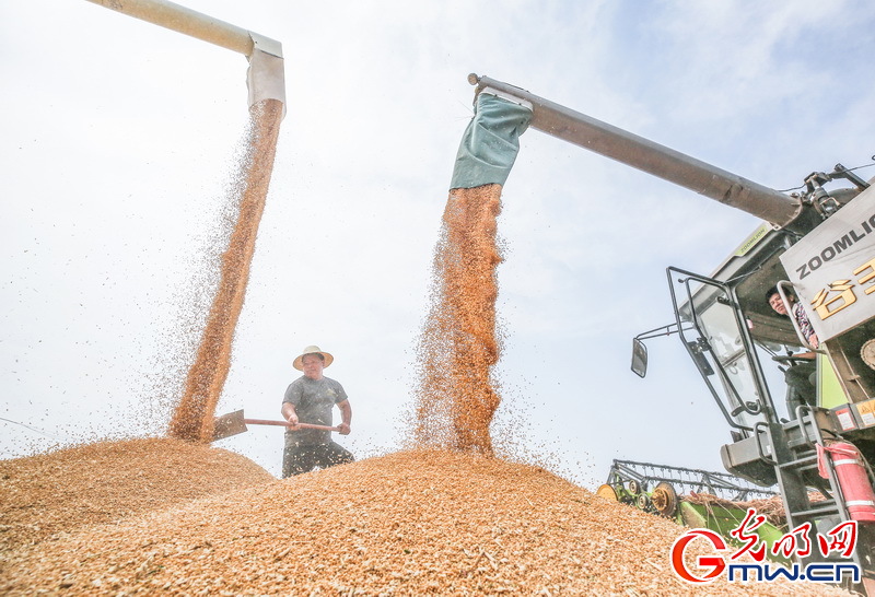【大国“粮”策】河北平乡：26.5万亩小麦收获接近尾声 较去年增产增收