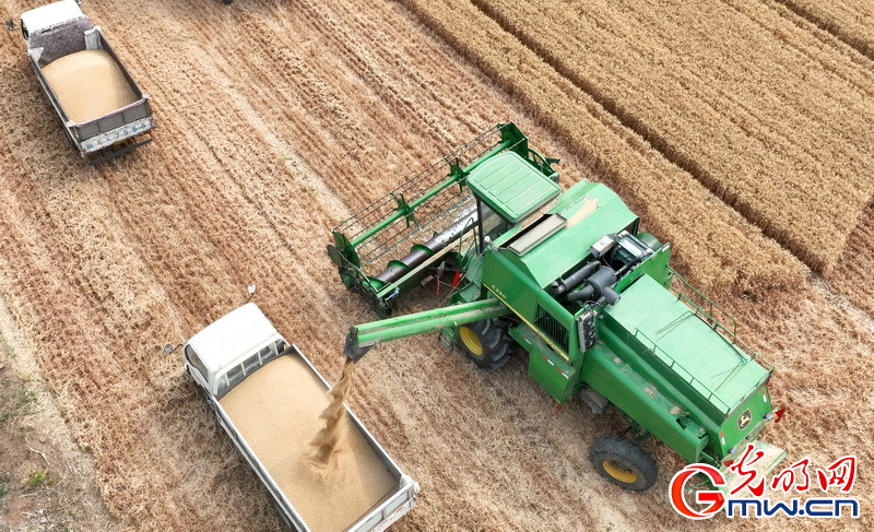 【大国“粮”策】河北平乡：26.5万亩小麦收获接近尾声 较去年增产增收