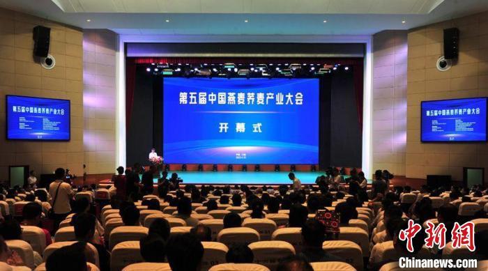 吉林盐碱滩长出“金麦子”中国燕麦走向大市场